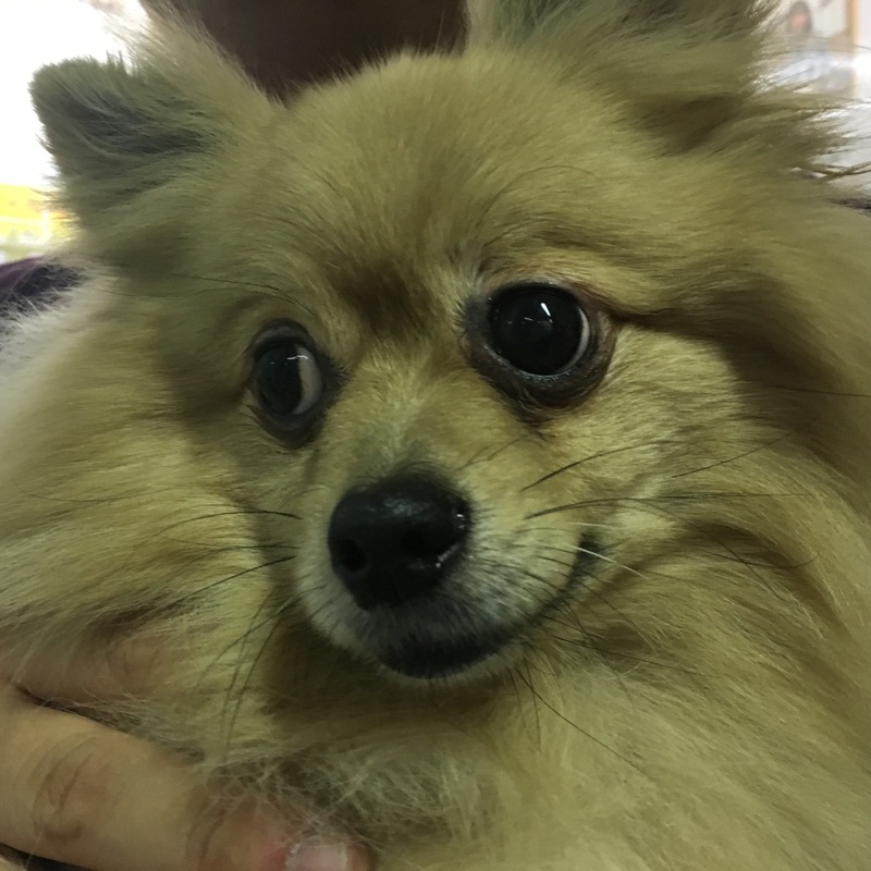 【今日の里帰りワンコ🐶チワワのルチア➡ショコラちゃん💕、キャバリアのアーチャー💕＆ポメラニアンのモナカちゃん💕】